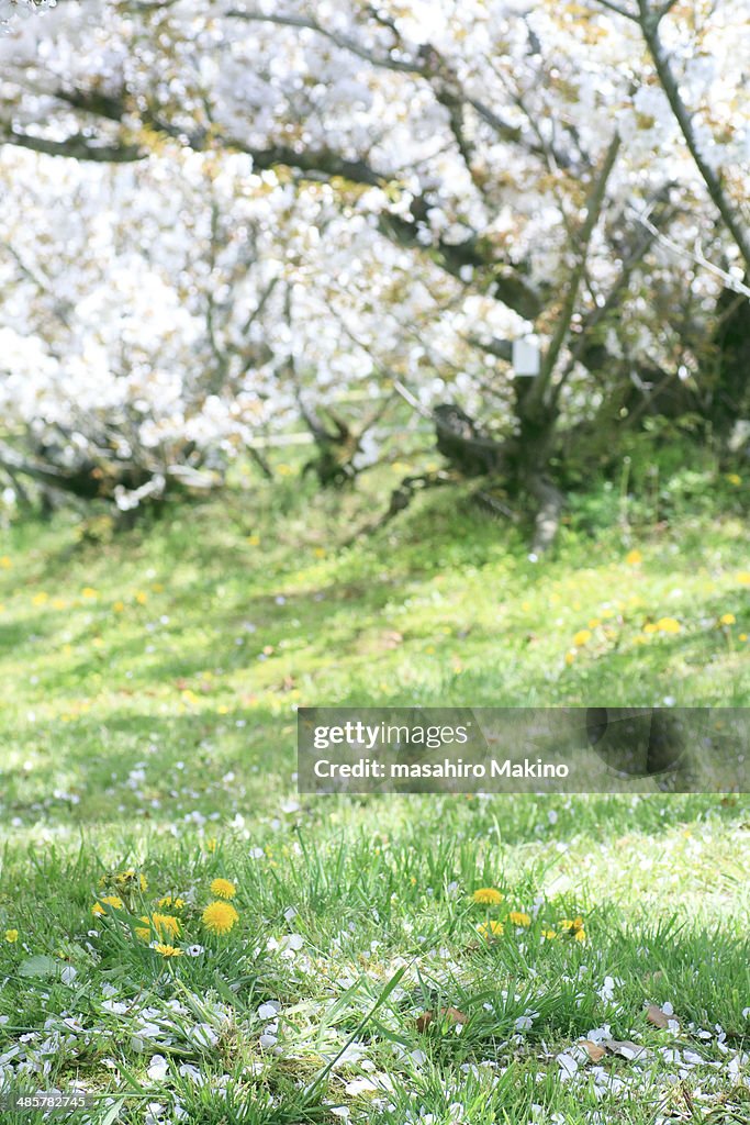 Spring grassland with cherry blossoms