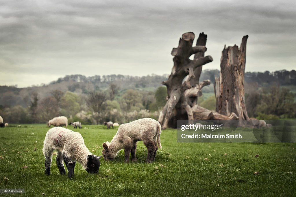 Cotswold lambs