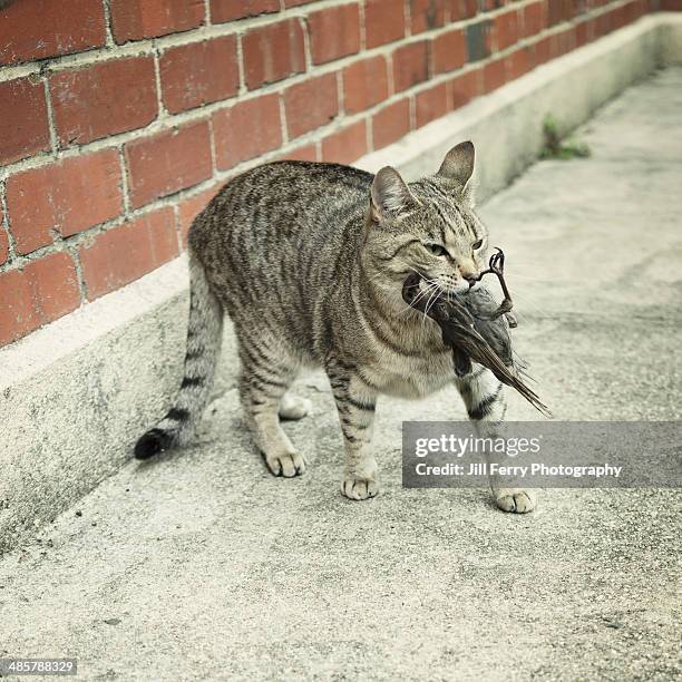 cat with bird - carcass is stock pictures, royalty-free photos & images