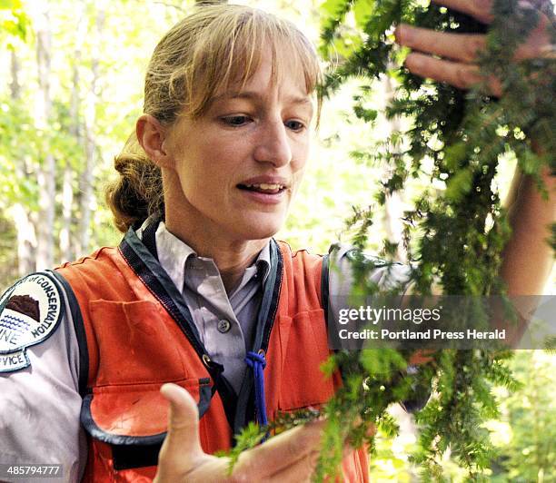 Kat Franchino/Staff Photographer: Tuesday, June 15, 2010 -- Forest entomologist Allison Kanoti checks the undersides of hemlock tree branches in...