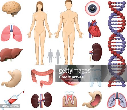 92 Female Anatomy Diagram High Res Vector Graphics - Getty Images