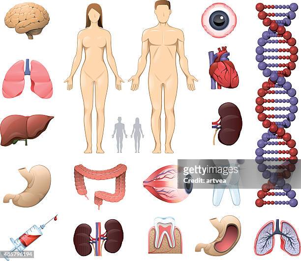 medical and anatomy icons - abdomen diagram stock illustrations
