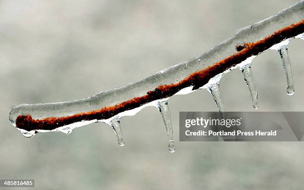 Gordon Chibroski/Staff Photographer. Friday, December 12, 2008. Ice has coated this branch off Black Point Road in Scarborough after an ice storm hit...