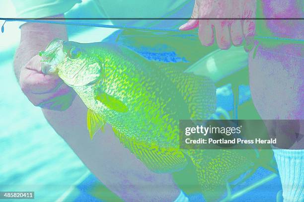 Photo by Travis Barrett/Staff Writer -- Wayne Ladd of Brunswick lands a 14-inch black crappie at McGrath Pond in Oakland last week. Staff Photo