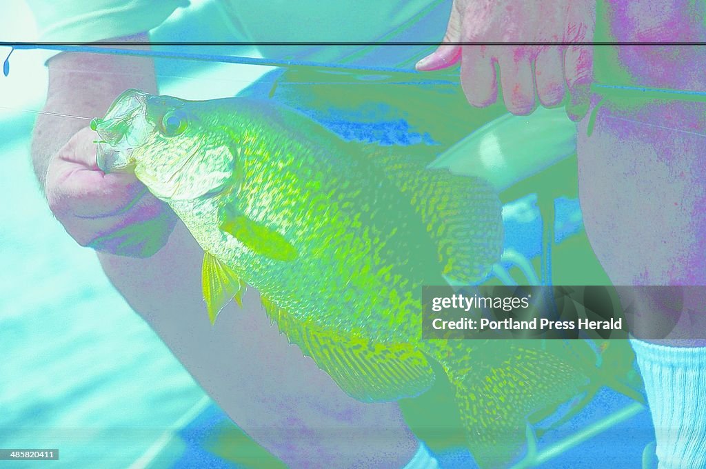 Wayne Ladd of Brunswick lands a 14-inch black crappie at McGrath Pond in Oakland last week. Staff P
