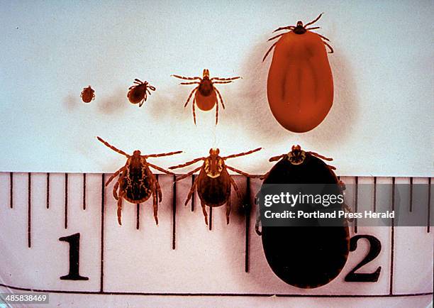 Jack Milton/Staff Photographer, May, 1991: Common ticks found in Maine. Top row: Ixodes dammini, the "deer tick" which transmits lyme disease, , from...