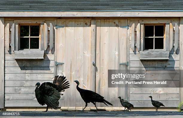 Gregory Rec/Staff Photographer -- A tom turkey, a hen and three poults pass by a shed while crossing a driveway in Kennebunk on Thursday, July 17,...