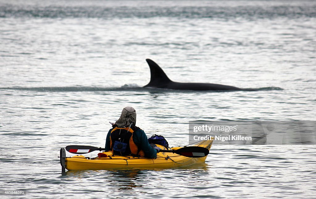 Kayaking with Orca Whales
