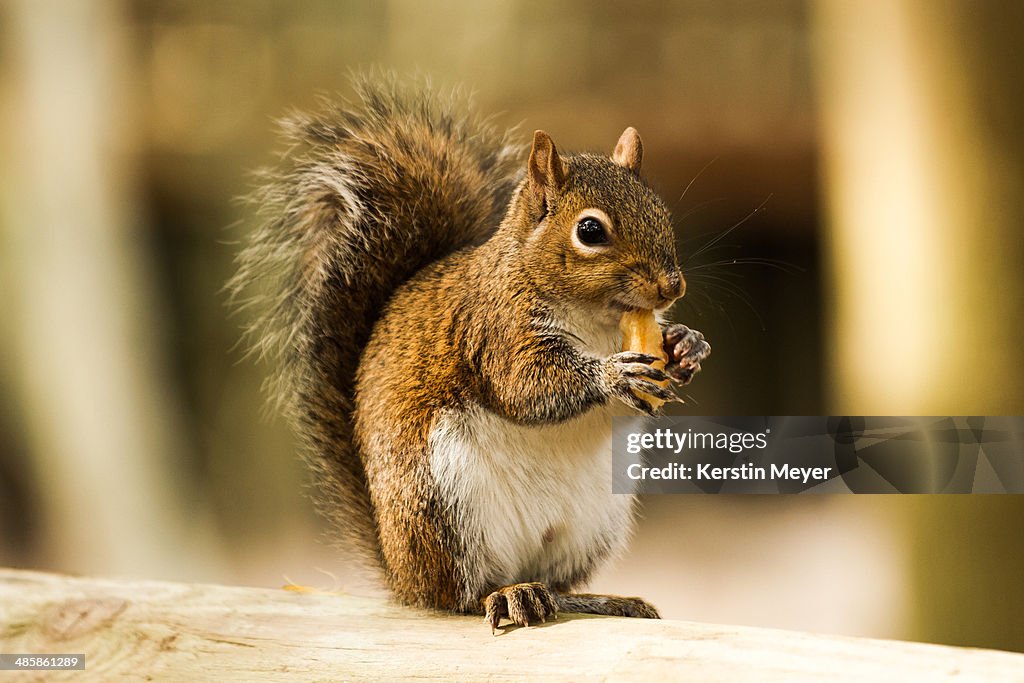 American squirrel