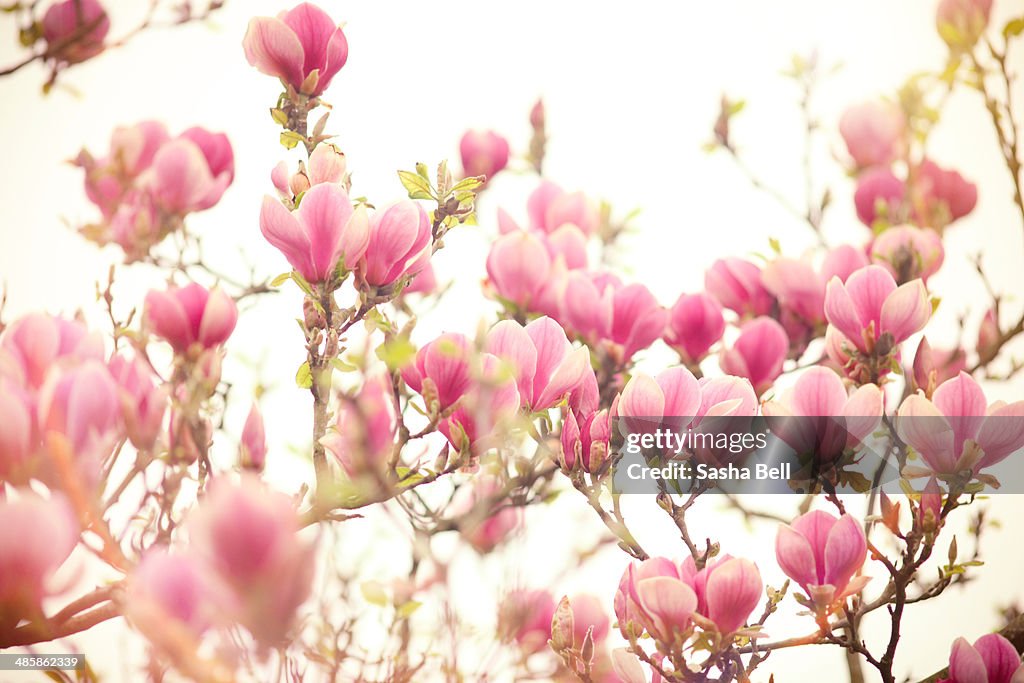 Pink Magnolia