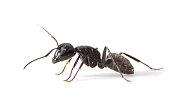 Ant side view