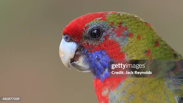 juvenile crimson rosella - rosella carmesí fotografías e imágenes de stock