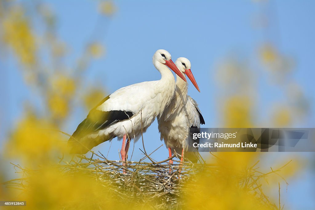 White Storck, Ciconia ciconia