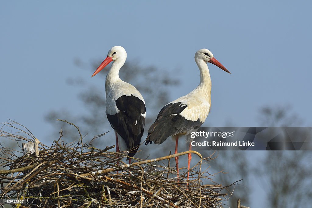 White Storck, Ciconia ciconia