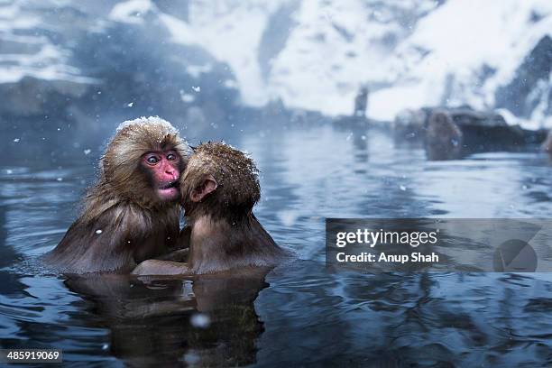 japanese macaque or snow monkey juveniles playing - 地獄谷野猿公苑 ストックフォトと画像