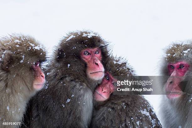 japanese macaque or snow monkeys huddling together - vier dieren stockfoto's en -beelden