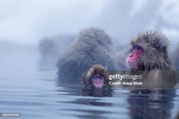 japanese macaque or snow monkey female and baby - 地獄谷野猿公苑 ストックフォトと画像