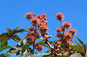 Castor oil plants with fruits on a sky background