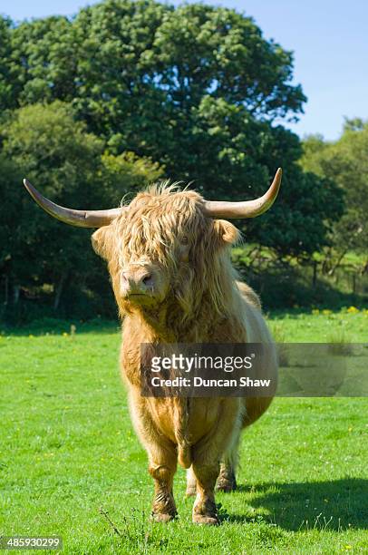 highland bull - insel jura stock-fotos und bilder