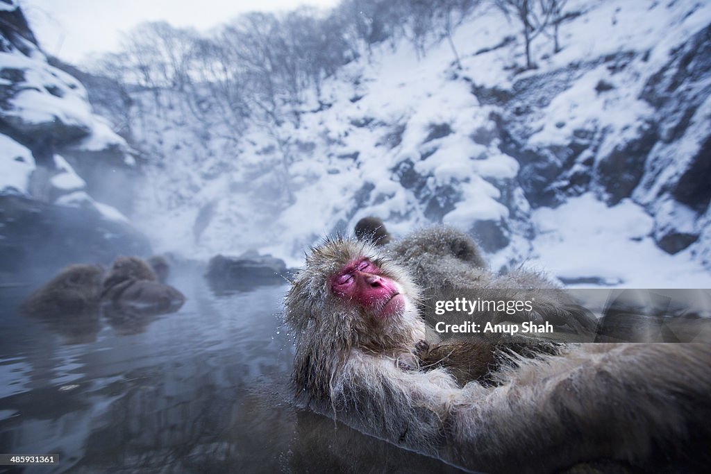 Japanese Macaque or Snow Monkey female and baby