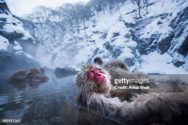 japanese macaque or snow monkey female and baby - japan onsen stockfoto's en -beelden