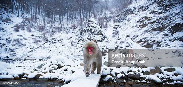 japanese macaque or snow monkey crossing a river - 地獄谷野猿公苑 ストックフォトと画像