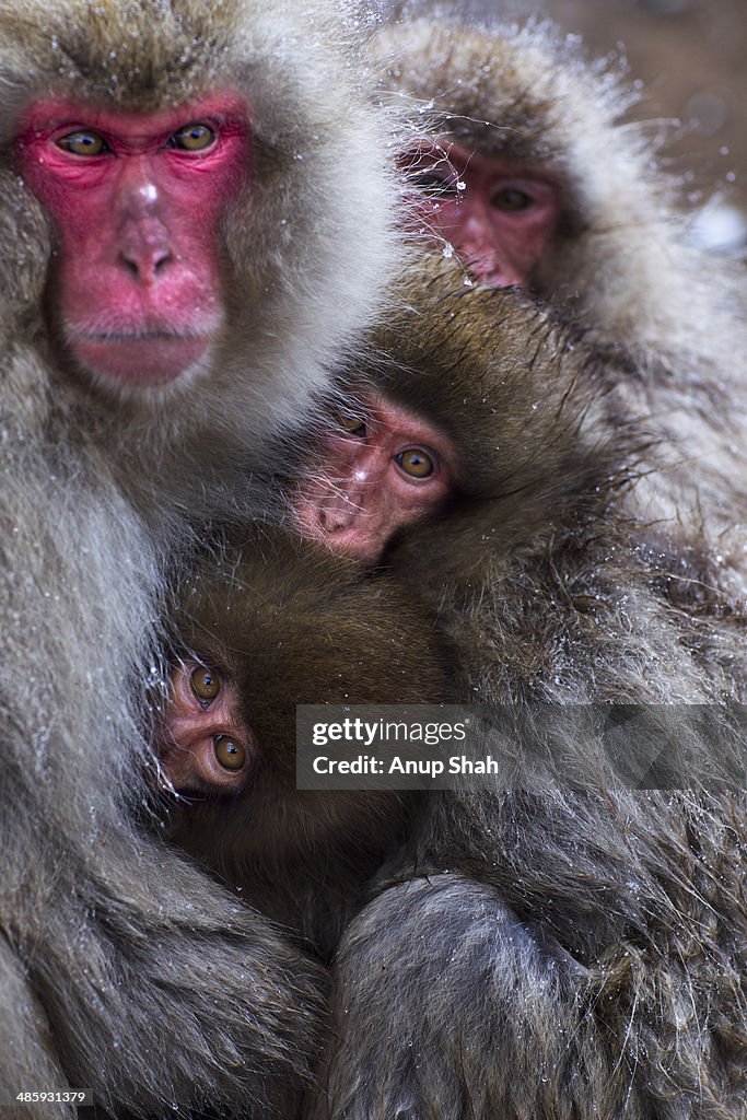 Japanese Macaque or Snow Monkeys group