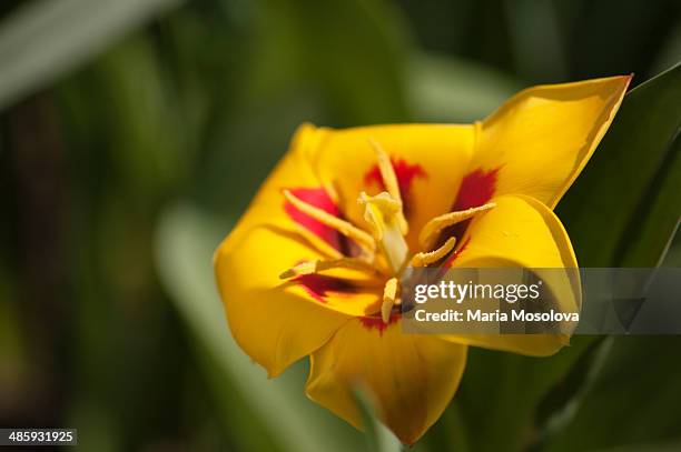 yellow kaufmanniana tulip peacock flower - tulipa liliaceae kaufmanniana stock pictures, royalty-free photos & images