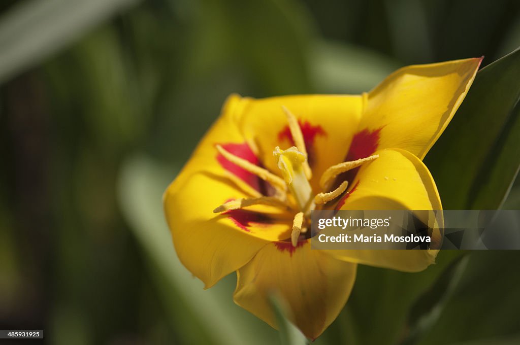 Yellow Kaufmanniana Tulip Peacock Flower