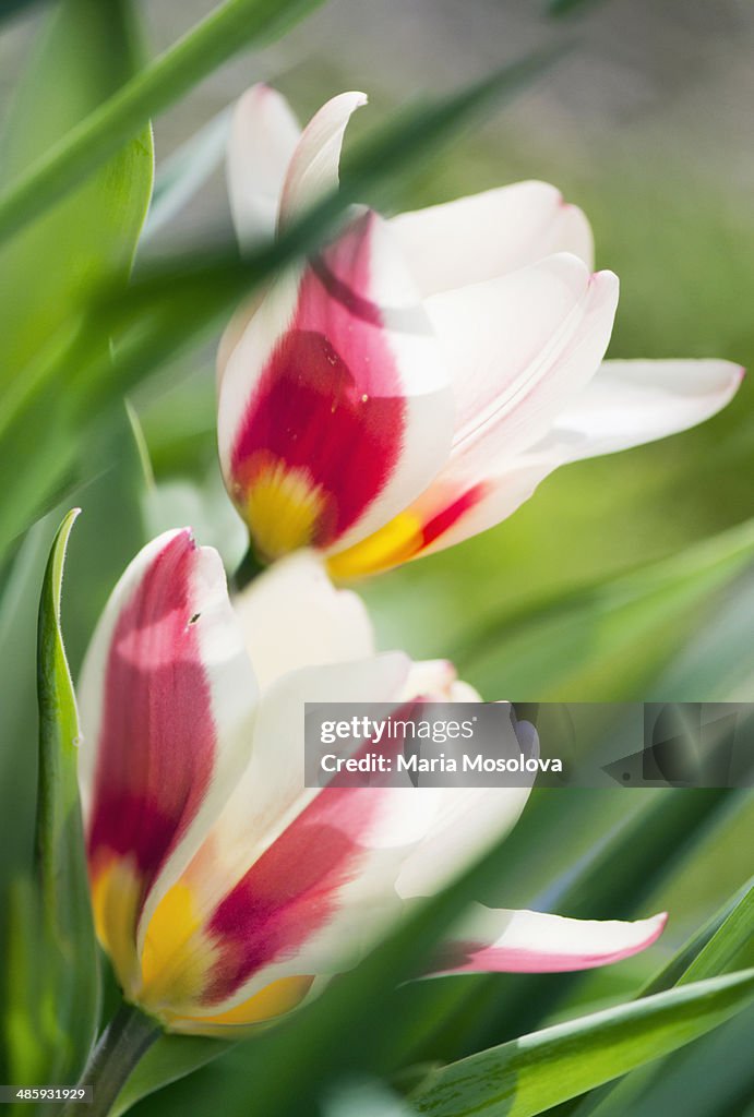 Kaufmanniana Tulip Gaiety Flower Duo