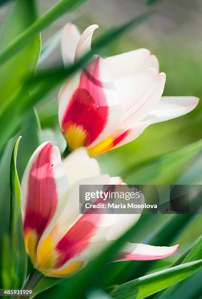 kaufmanniana tulip gaiety flower duo - tulipa liliaceae kaufmanniana stock pictures, royalty-free photos & images