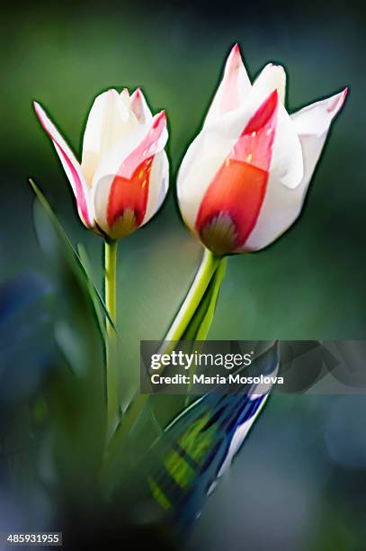 kaufmanniana tulip gaiety flower duo - tulipa liliaceae kaufmanniana stock pictures, royalty-free photos & images