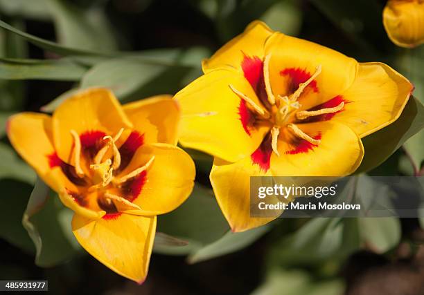 yellow kaufmanniana tulip peacock flower duo - tulipa liliaceae kaufmanniana stock pictures, royalty-free photos & images