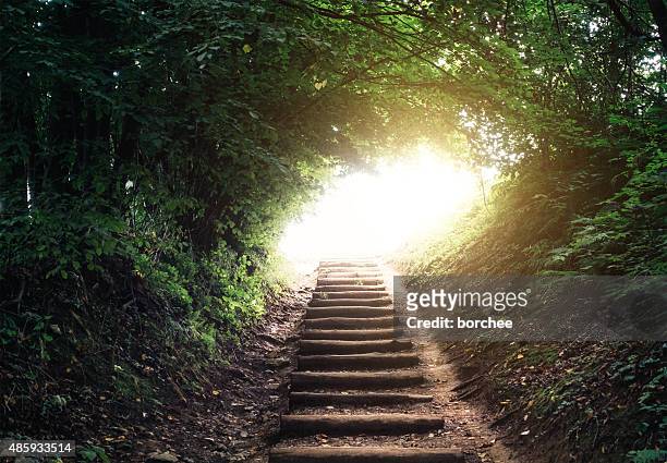 forest path - light natural phenomenon stock pictures, royalty-free photos & images