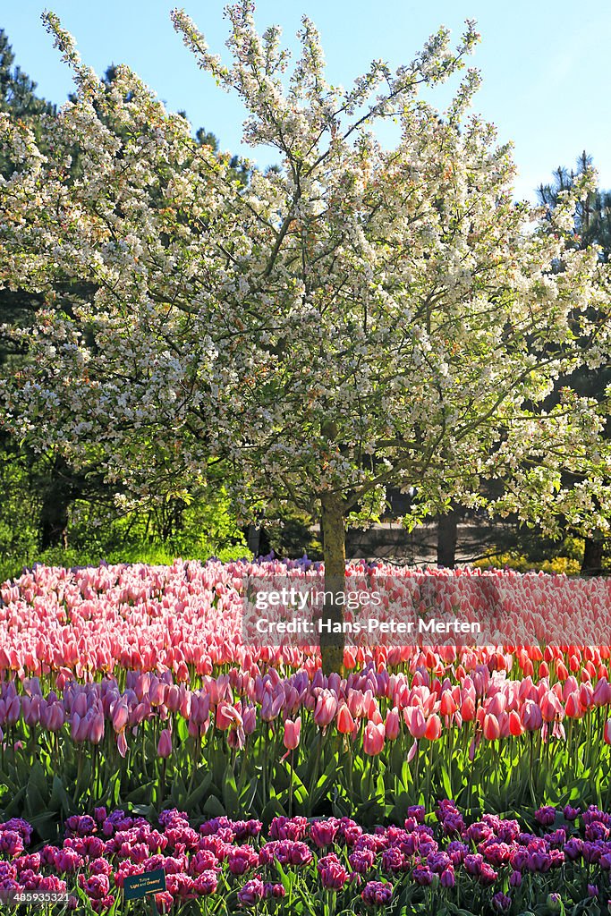 Tulip blossom, Keukenhof Gardens, Netherland