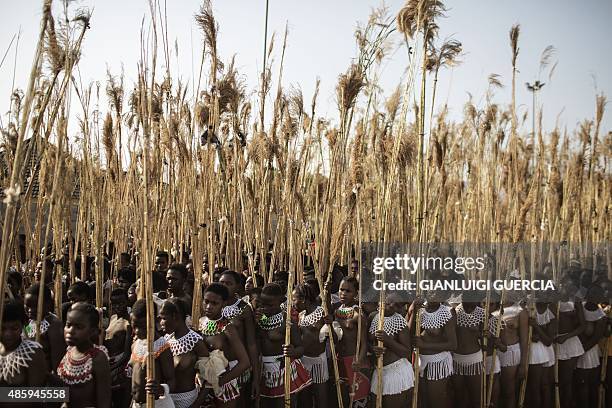 Maidens from South Africa sing and dance during the first day of the annual royal reed dance at the Ludzidzini Royal palace on August 30, 2015 in...