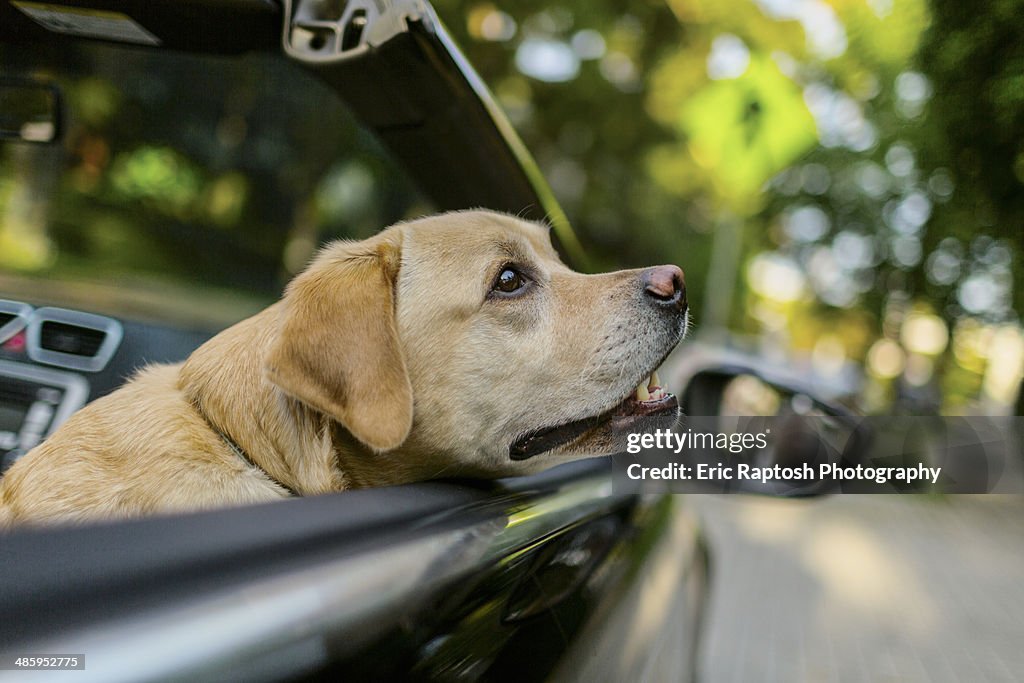 Yellow labrador with head out window of car