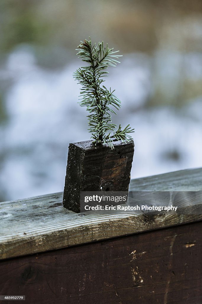 Pine stem in wood block vase