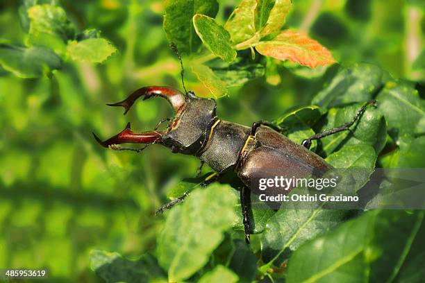 cervo volante--lucanus cervus linnaeus - lucanus cervus stock pictures, royalty-free photos & images