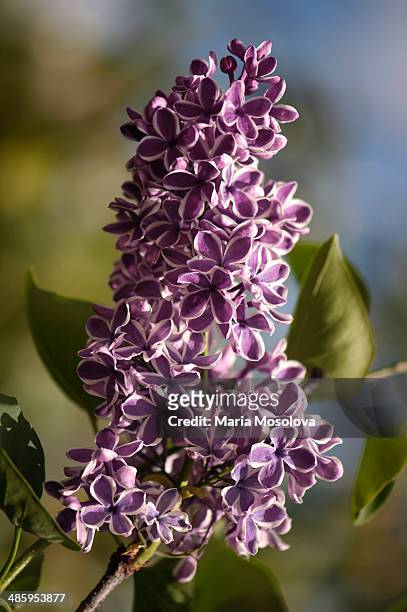 fragrant lilac flowers, lilac sensation - purple lilac stock pictures, royalty-free photos & images
