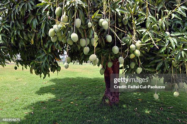 mango tree brasilia brazil - mango tree ストックフォトと画像