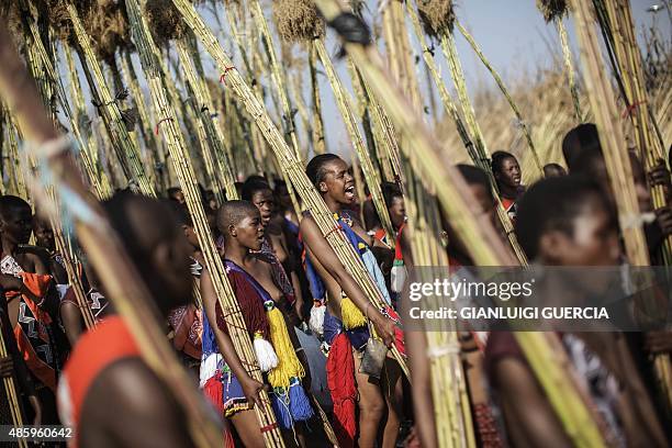 Maidens from Swaziland carry the reeds as they sing and dance during the first day of the annual royal reed dance at the Ludzidzini Royal palace on...