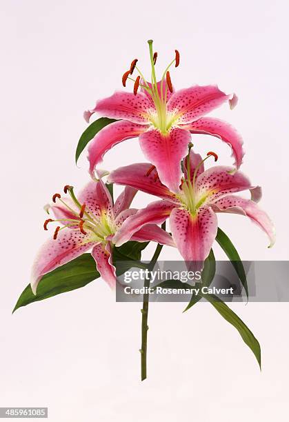 stem with three pretty pink stargazer lily flowers - stargazer lily stock-fotos und bilder