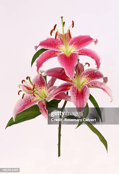 stem with three pretty pink stargazer lily flowers - lilium stargazer - fotografias e filmes do acervo