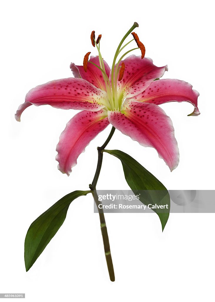 Pretty pink stargazer lily with leaves close-up
