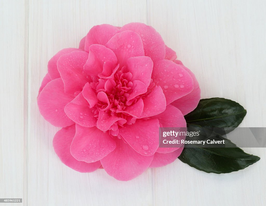 Beautiful pink camellia with water drops