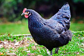 Black and blue chicken