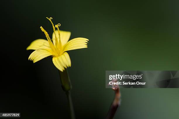 Yellow Flower, Stock-Foto