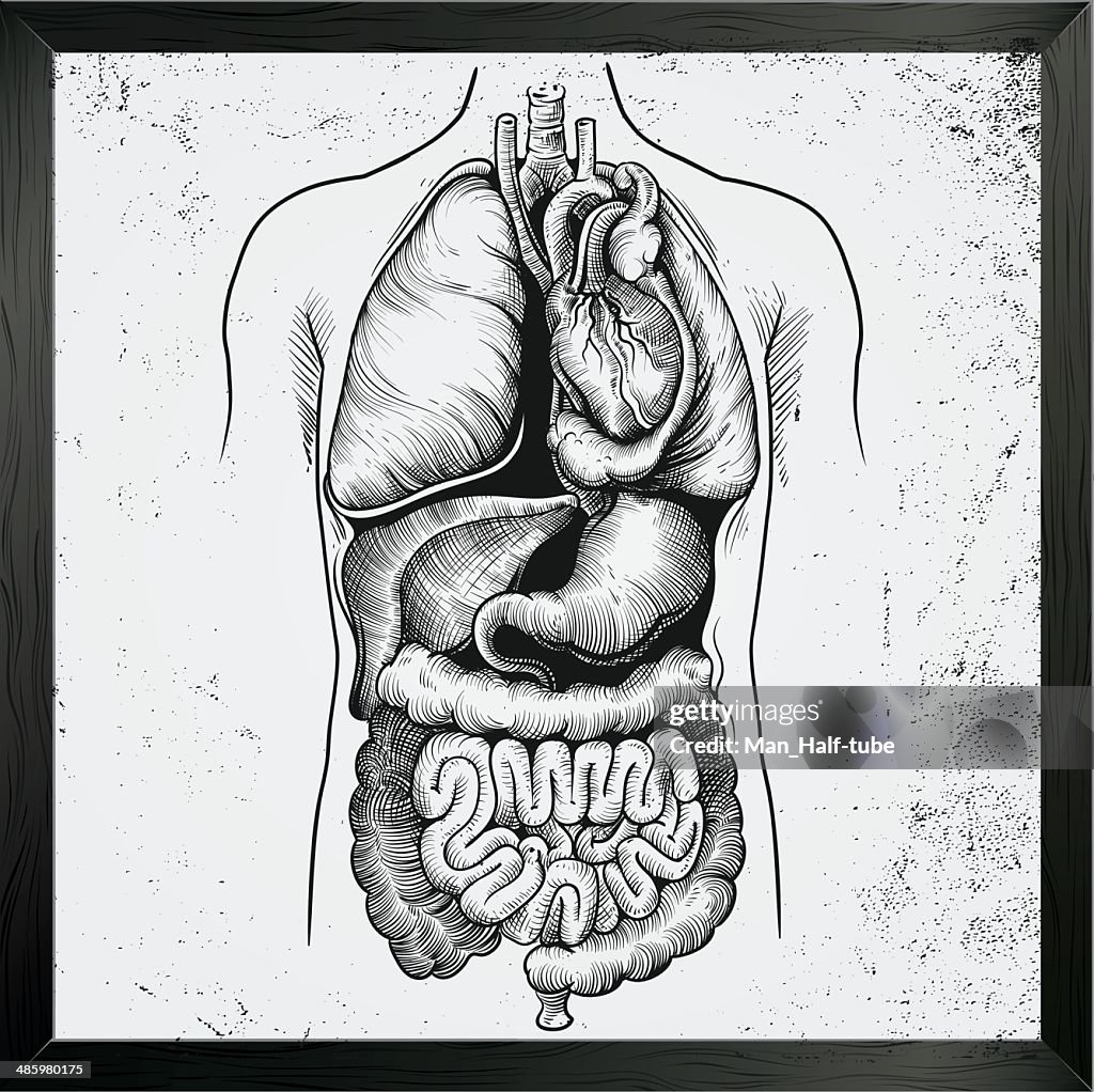 Human Internal Organs