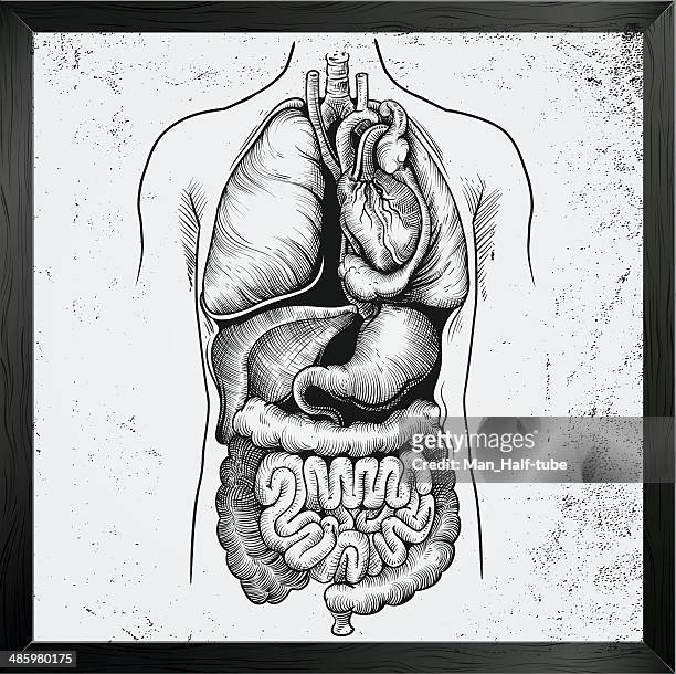 stockillustraties, clipart, cartoons en iconen met human internal organs - human liver illustration